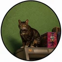 GTA6CAT