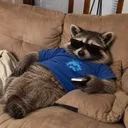 Anonymous Raccoon
