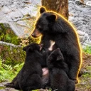 Mama Bear Osso