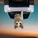UpSide Down Cat