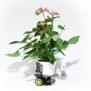 Plant Intelligence