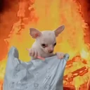 Unboxing Dog