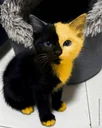 Yin Yang Cat