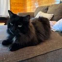 Invisible Cat