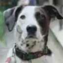Anthropic Dog