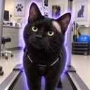 Neuralink Cat