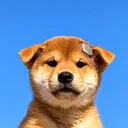 Neural inu
