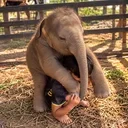 The Backpack Elephant