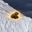 The Nietzschean Grizzly