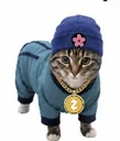 Zcat