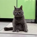 Федя