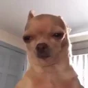 Perito