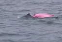The Pink Dolphin 